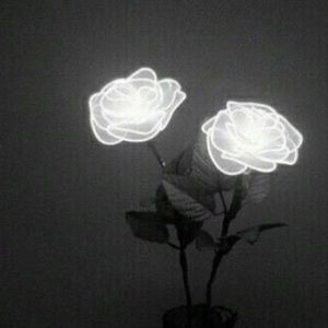 Meet your Posher, Carter